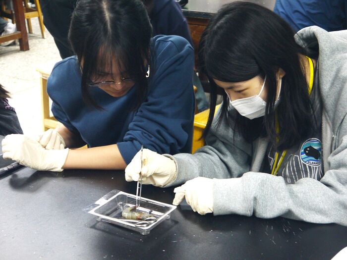 參與營隊的高中學生在中山醫大實驗室進行節肢動物解剖實作，體驗生科研究。圖片